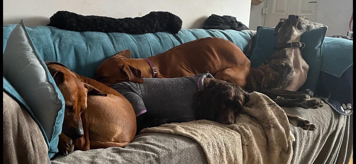 akaLordBimble's tweet photo. @FloraGangsta and @BearStockton I theeenk I may need the #BTGangstaPosse. I was minding my own business at daycare when the other furs decided to use me for a cushion or mattress. Help please! #dogsbody #BTposse https://t.co/vOy66uULY8
