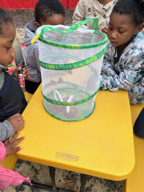 TheDanielCenter's tweet image. Last week Pre K observed the life cycle of Butterflies. They started as caterpillar, we watched them grow and turn into butterflies and Friday we watched them fly away 🦋 🦋
#prekscience #stemeducation #lifescience