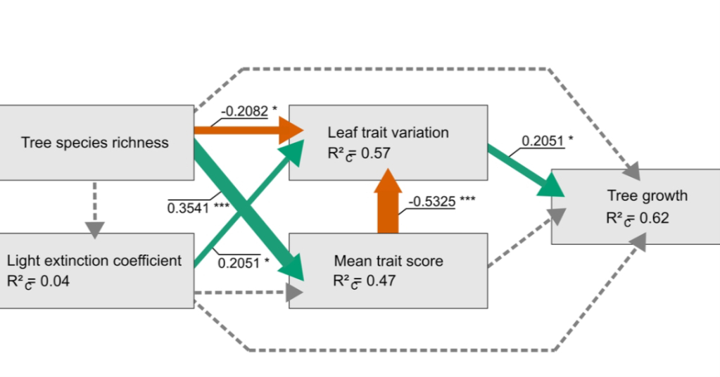 Leaf trait variation within individuals mediates the relationship between tree species richness and productivity doi.org/10.1111/oik.10… @NordicOikos @WileyEcolEvol #OpenAccess #ecology #forest #plantation #biodiversity