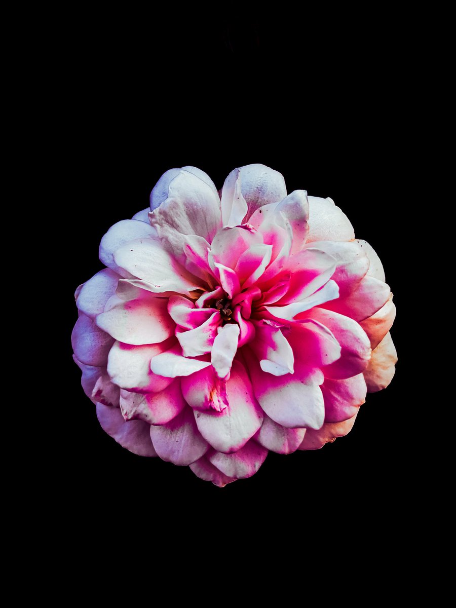 RajeshRKurup1's tweet photo. One rose says more than a dozen..
Shot on @nothing Phone (2)
Just a try 🙂
Powered By @Snapdragon @nothingindia
#ShotOnSnapdragon #withNothing #UnitedBySnapdragon @nothingarabia
#NothingPhone2a
#ShotOnSnapdragon
#SnapdragonCovers @getpeid @AkisEvangelidis https://t.co/XzEQ5T2vtm