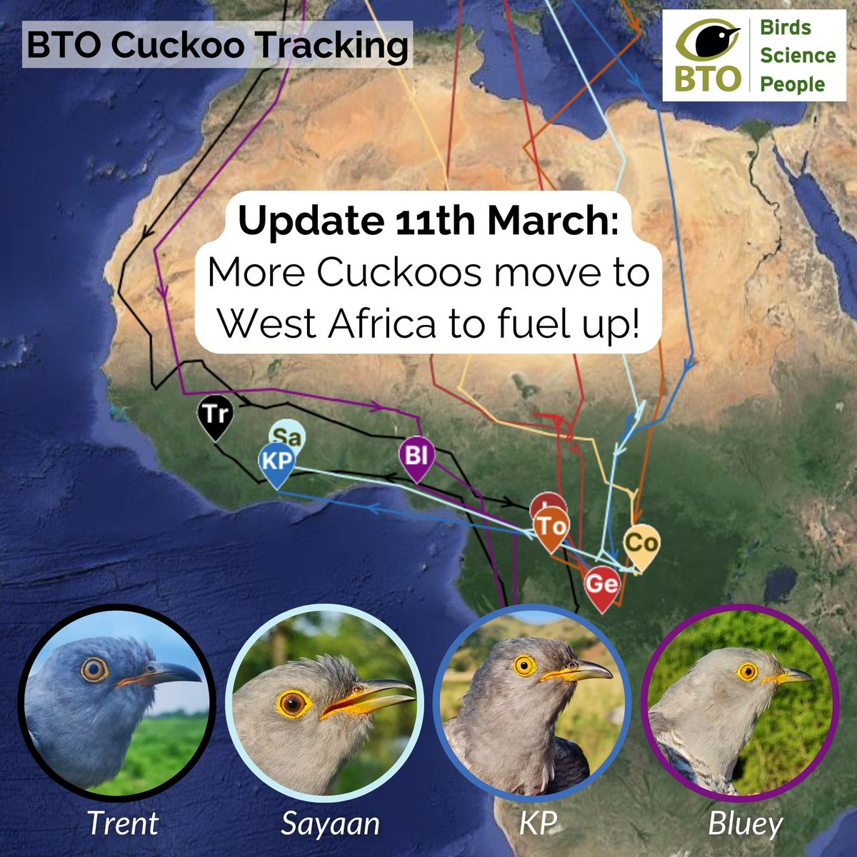 Cuckoo update! More of our satellite-tagged Cuckoos are leaving their wintering grounds to feed up in West Africa. We didn't know they took this migration route before tracking! When will they begin their risky Sahara crossing? Keep an eye on them at bto.org/cuckoos