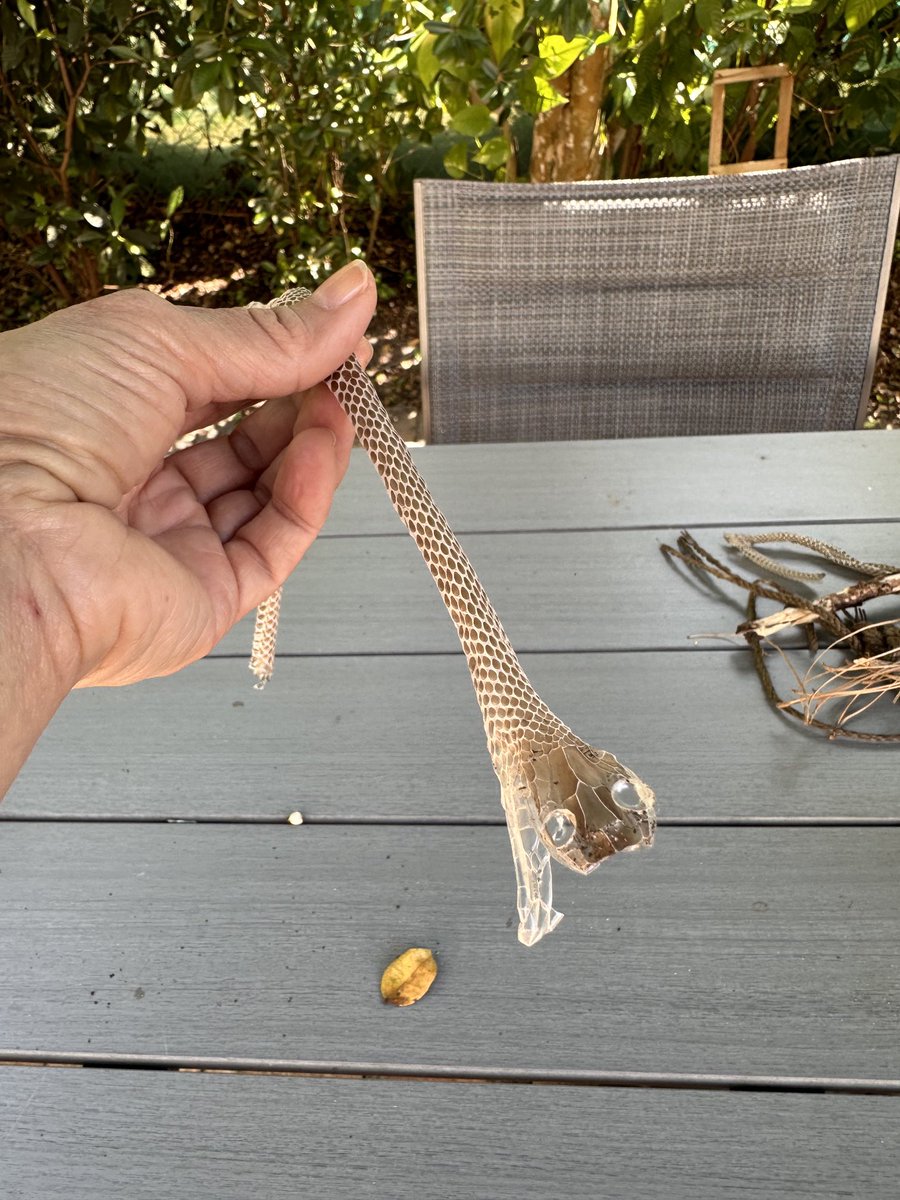 The things we find while raking the backyard 🐍