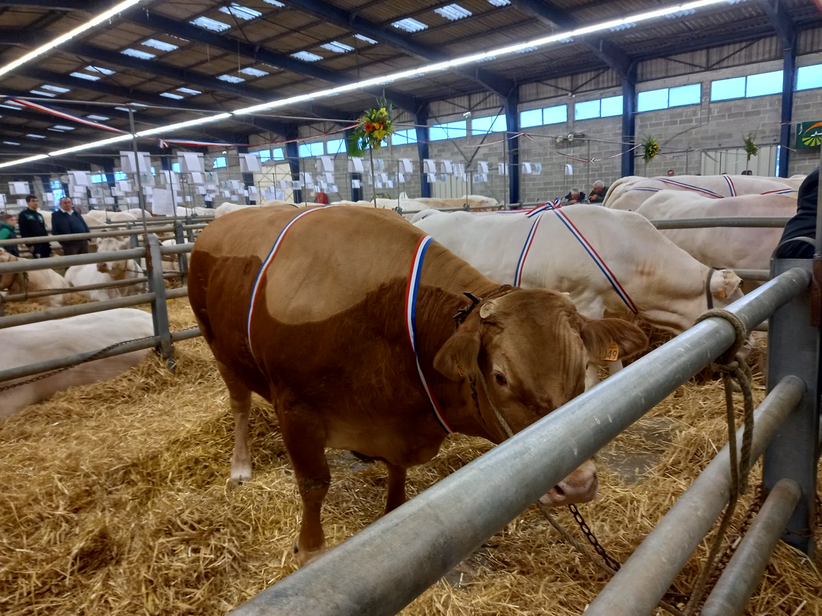 Hélène BURGAUD-TOCCHET #DDT23 a représenté la #Préfète23 à la 52e foire concours pour animaux de boucherie haute qualité de Boussac.
La visite a permis de découvrir les animaux d'excellence du département et a été l'occasion d'échanger avec les éleveurs et représentants agricoles