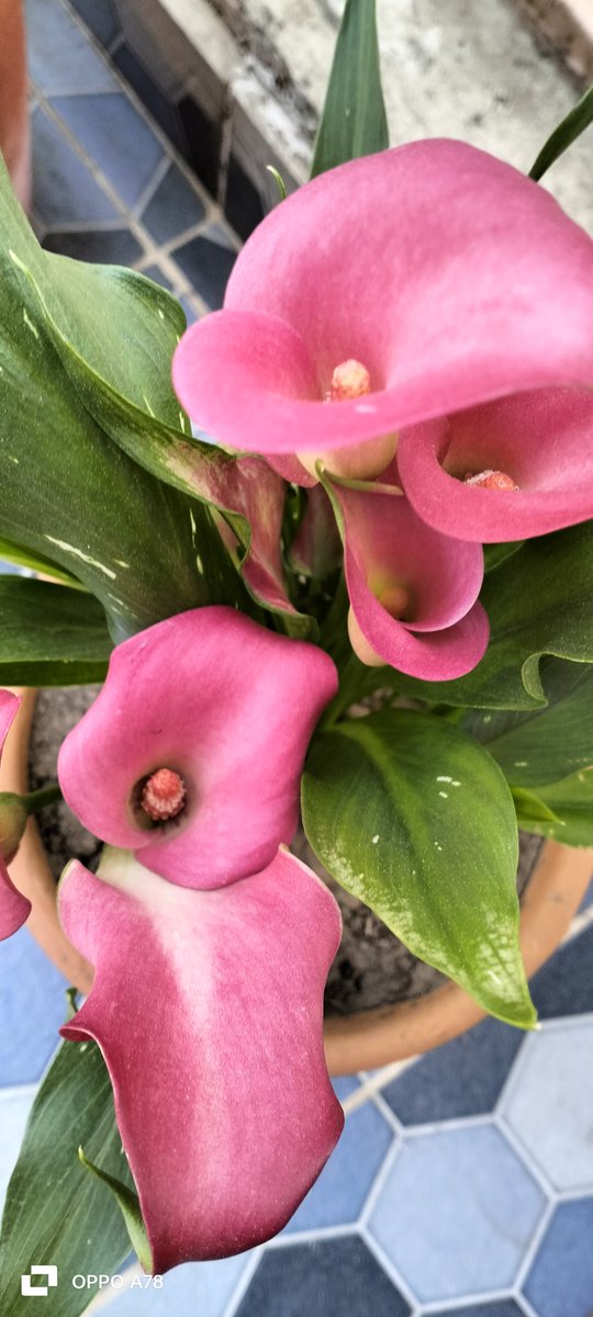 siddlovesnature's tweet photo. Show some love to my lillies.. #flowers #flowerphotography #callalilly #nature @CandaceSotela @christinedemar @GardenerFliss @MandyLSimard @JonNormanDesign https://t.co/fcxpLyTVc9