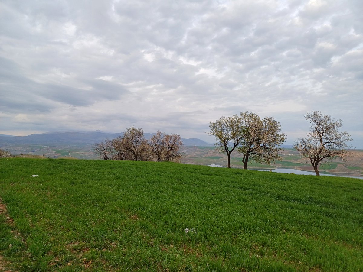 Uçun kuşlar uçun doğduğum yere; Şimdi dağlarında mor sümbül vardır. Ormanlar koynunda bir serin dere, Dikenler içinde sarı gül vardır. O çay ağır akar, yorgun mu bilmem? Mehtabı hasta mı, solgun mu bilmem? Yaslı gelin gibi mahzun mu bilmem? Yüce dağ başında siyah tül vardır..