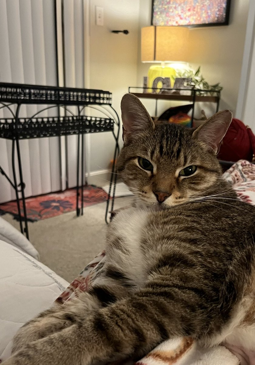 The face of an boi whom smeared poo on the sofa 😼 #cats #MondayMood #CatsOfTwitter #CatsOfX #CatsOnTwitter #CatsOnX #tabbytroop #AdoptDontBuy #AdoptDontShop