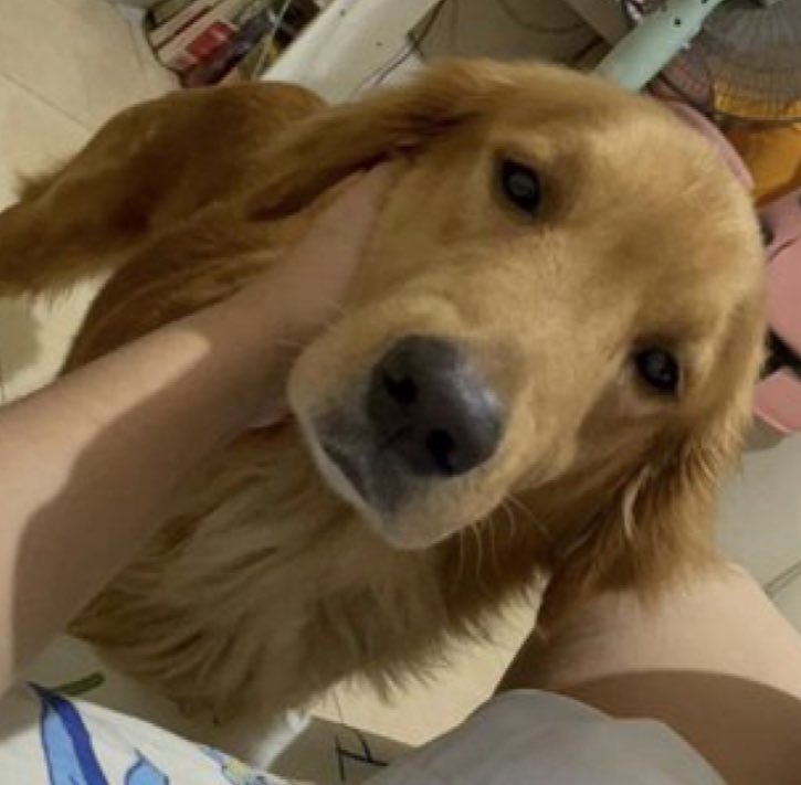 #JusticeForKillua ANTHONY SOLARES, this is the innocent dog you murdered. hinabol mo sa daan, PINATAY mo, SINAKO MO. PUTANGINA MO HAYOP KA. YOU SHOULD ALREADY BE ROTTING IN JAIL.