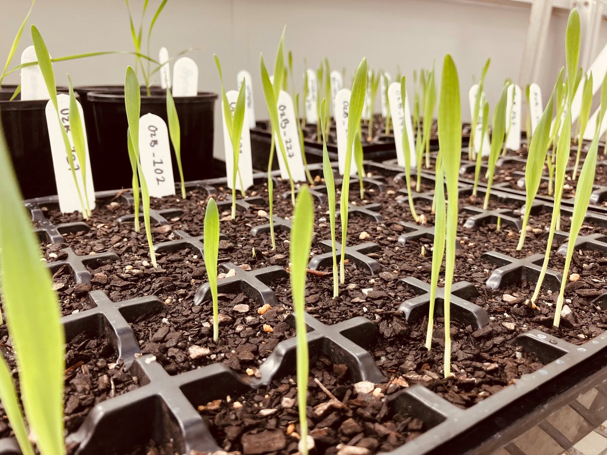 The first barley shoots are up @ourANU! Excited to start experiments using the fantastic OzBarley panel: an ideal community resource brought together by @AustPlantPhenom @UniofAdelaide & made available to the resesarch community via @theGRDC #NCRISimpact plantphenomics.org.au/apply-to-acces…