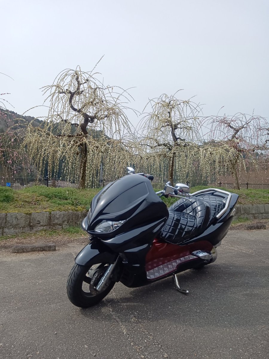66666Clash's tweet photo. フォルツァZmf08で月ヶ瀬梅林へ
明日の雨で散ってしまいそうやな〜 https://t.co/jIU01eGLfa