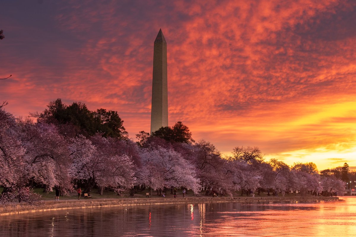 Cooper_leslie2's tweet photo. A little chilly this morning at the blossoms. Peak bloom made it worth it though 

#cherryblossom #tidalbasin #CherryBlossoms @JimCantore @capitalweather @ilovearlingtonv @NationalMallNPS https://t.co/UChSbBZoGD