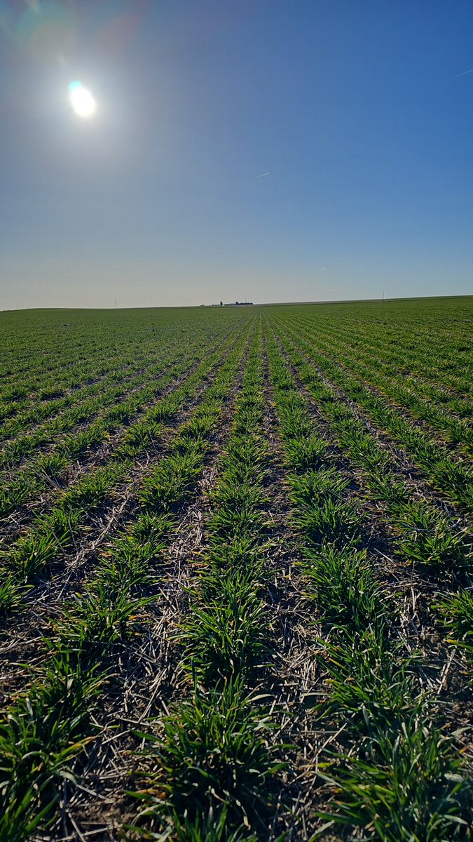 The wheat looks like it should be the middle of April, not March.