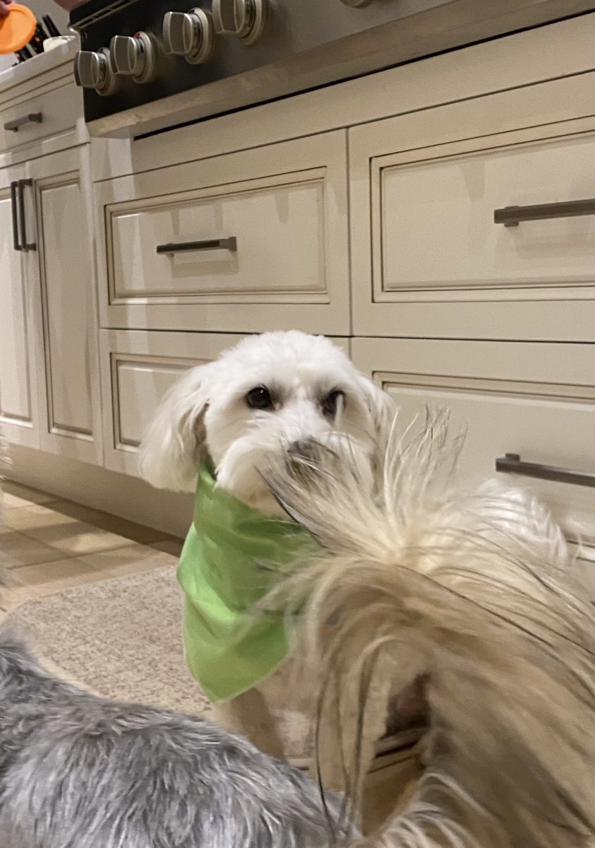 SirBailey2's tweet photo. Often. When Daddy hims cooking. Hims drops tastys ๐๐ถ๐พ #isready #somesareabitpushy #notmentioningnames (๐น๐) #dogsofx #adogslife #doggo #pets ๐ https://t.co/YfY5wAAIsF