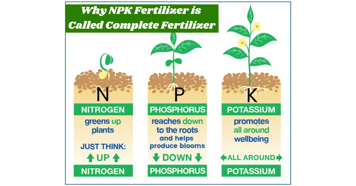 'Why NPK Fertilizer is Called Complete Fertilizer'
Read more: mumerjaved.com/?p=337
#revolutionwithagriculture mumerjaved.com #Agriculture #crops #Plants #farming #farmers #agriculturalscience #modernagriculture #NPK #Fertilizer #PlantNutrition #SoilHealth #CropYields