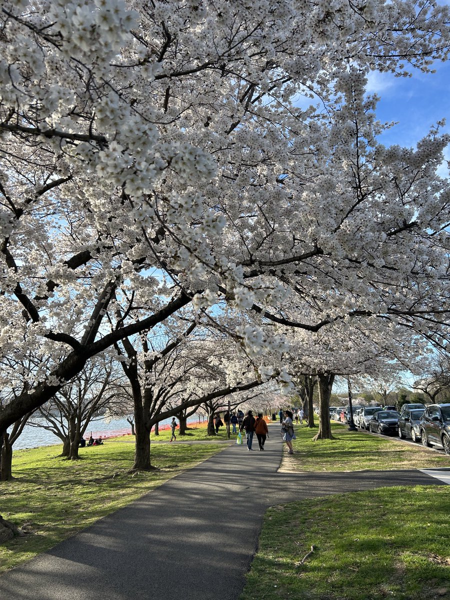 ⁦@washingtondc⁩ ⁦@CherryBlossFest⁩ Cherry blossom festival is in full swing.