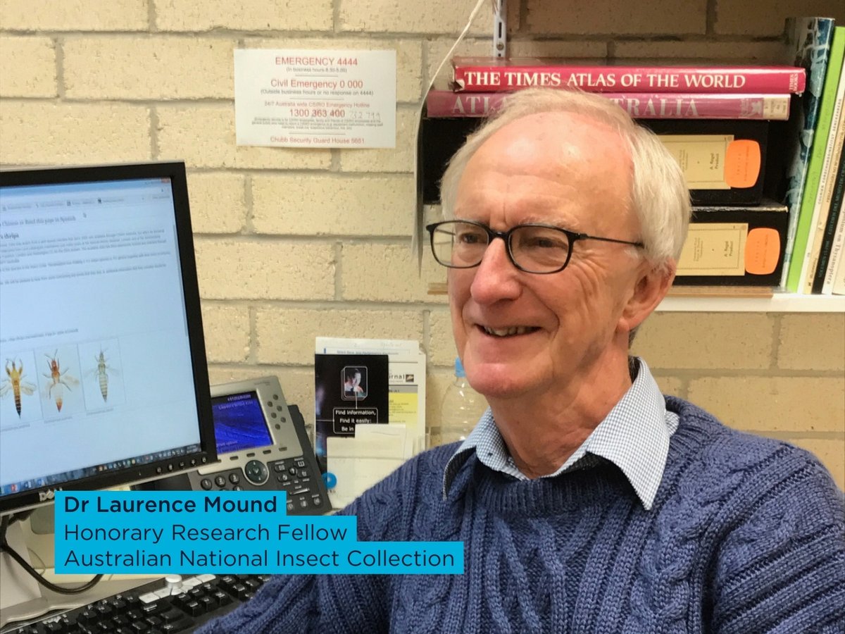 Next month Laurence is turning 90, and he’s expecting publication of his 500th paper! When he started studying insects known as thrips in 1964, there were about 200 species known from Australia. There are now 1060. He has collected and described most of these extra 800 species.