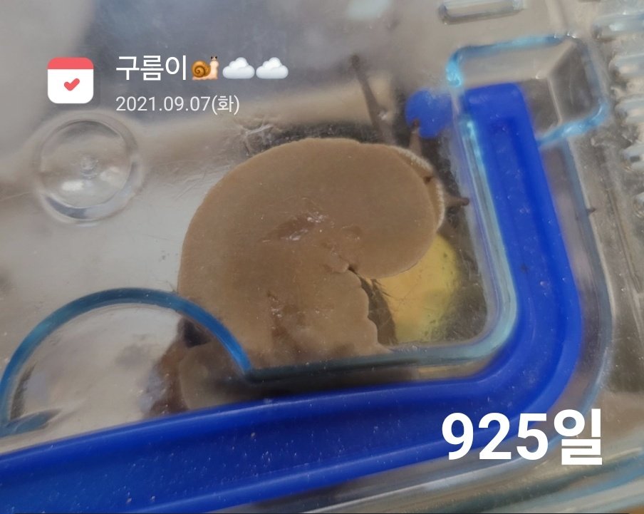 Spring_Cloudy's tweet photo. 오늘로 우리집에 온지 925일 된 동양달팽이 김구름씨
저 때랑 뭔가 다른 점을 찾기가 힘든 동안달팽이 https://t.co/7ePStcO2ib
