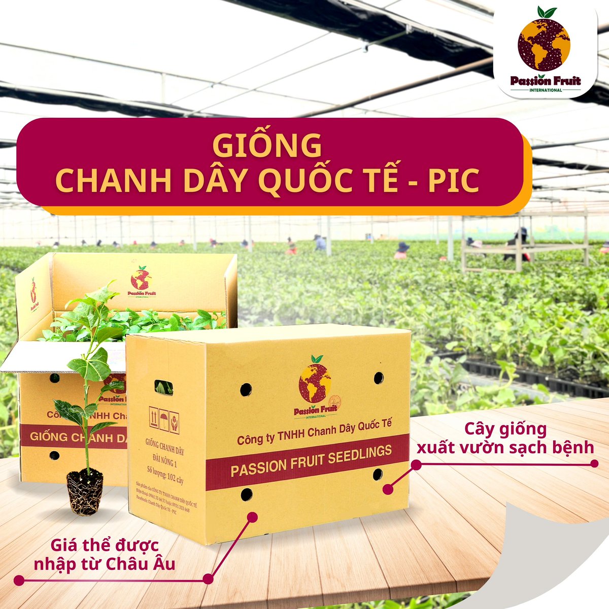 Giống chanh dây quốc tế pích cty giao tận tay bà con trên toàn vùng tây nguyên xin lh 0987999836