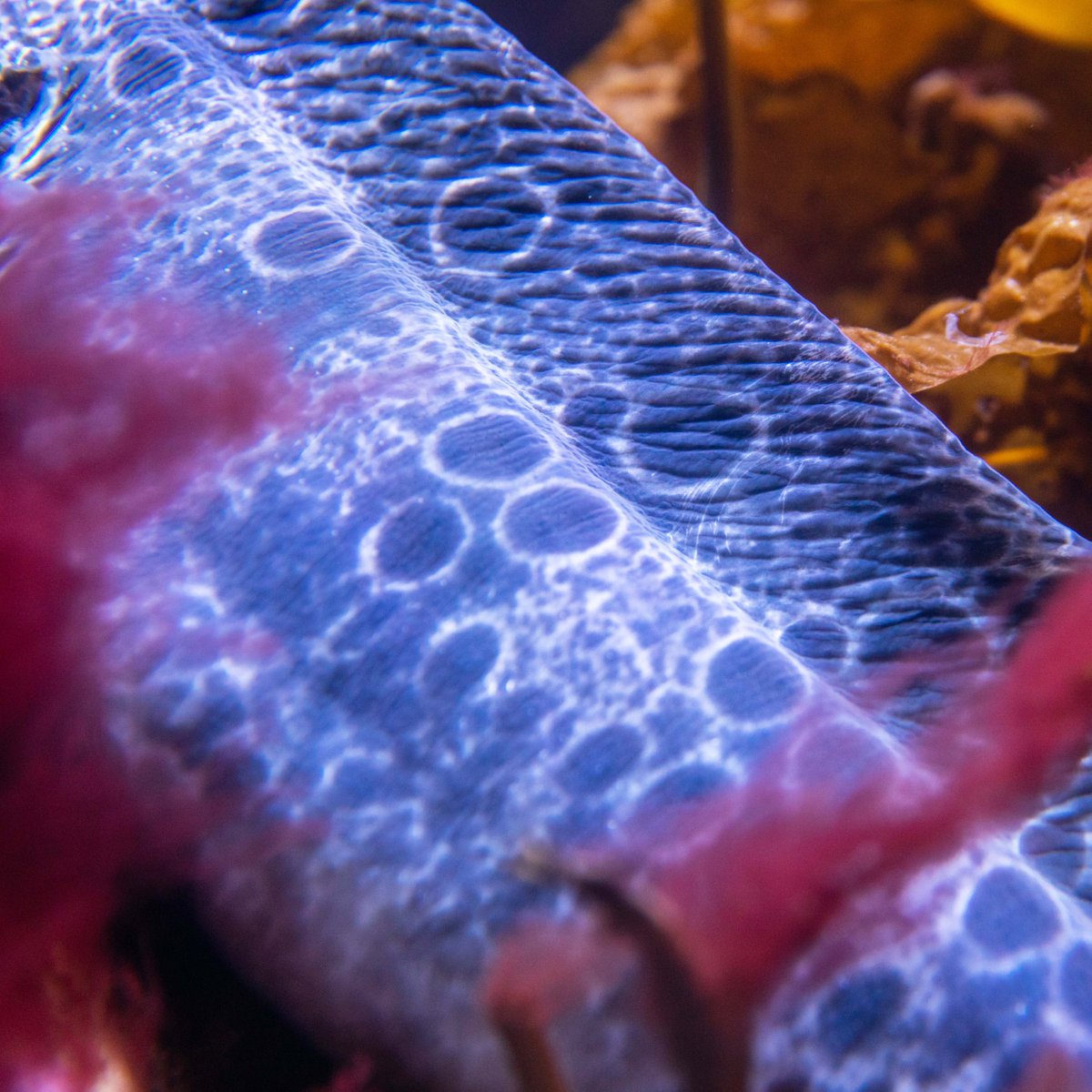 The closer you look, the more incredible it gets! Who can name this unique Alaskan fish species?