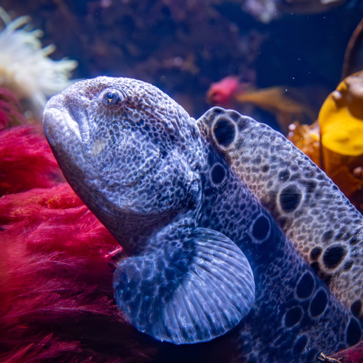 Alaska SeaLife Center tweet media