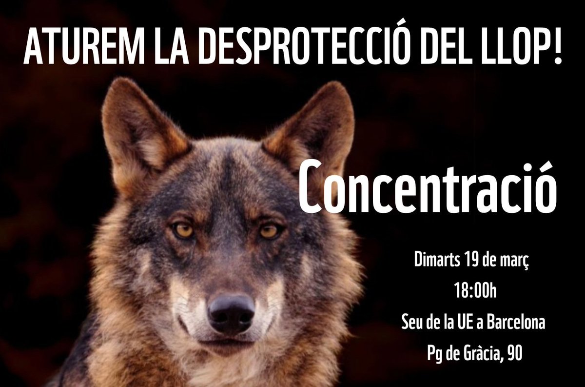 wwfbarcelona's tweet photo. La CE planteja que el #Llop pugui tornar a ser caçat legalment🛑Cal aturar-ho!
#DiemNO
📢 #Concentració:
#ÁVUI dimarts 19 de març 2024 ⏰ 18:00h
Seu de la UE a Barcelona - Pg de Gràcia, 90
PER UN ECOSISTEMA VIU, ATUREM LA DESPROTECCIÓ DEL LLOP!
https://t.co/XVyrCg4Xmz https://t.co/poFo8qC2Za
