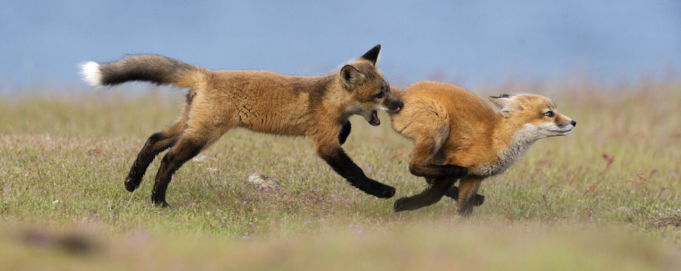 sthill26's tweet photo. #WhatIlearnedin39c
I learned from my research that red fox vocalisations are actually pretty rare and that there main form of communication is through smell! https://t.co/wiiBt2znl7