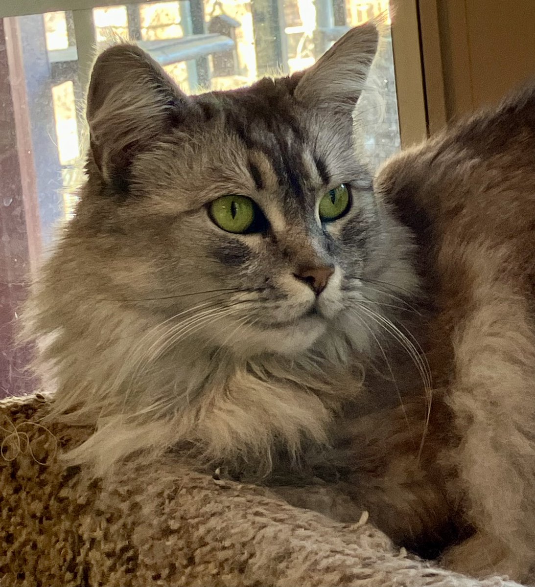 TReisfar's tweet photo. @LorenzoTheCat Norwegian Forest Cats are the best!  Baby is the softest,sweetest cat  we have ever had ❤️ https://t.co/clrY3x5sGP