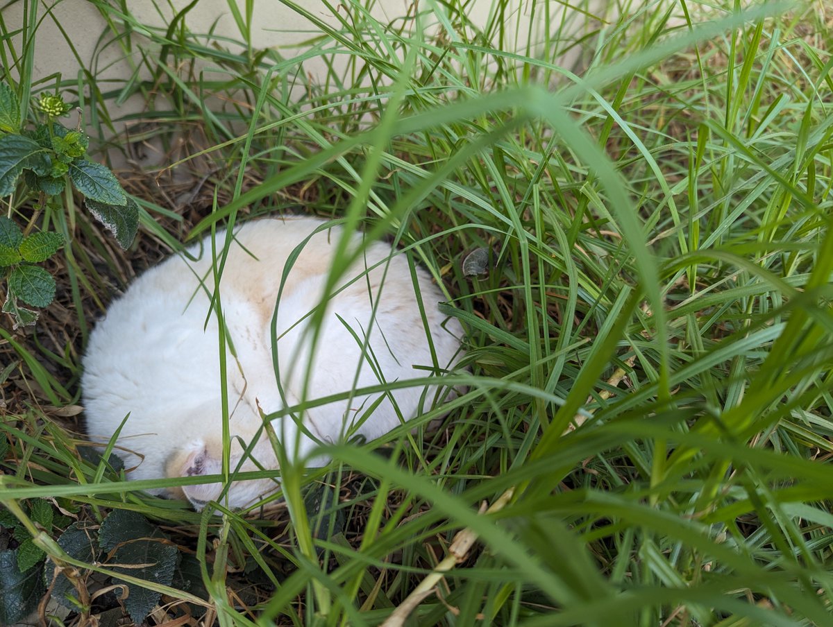 Bob Pingeon tweet media