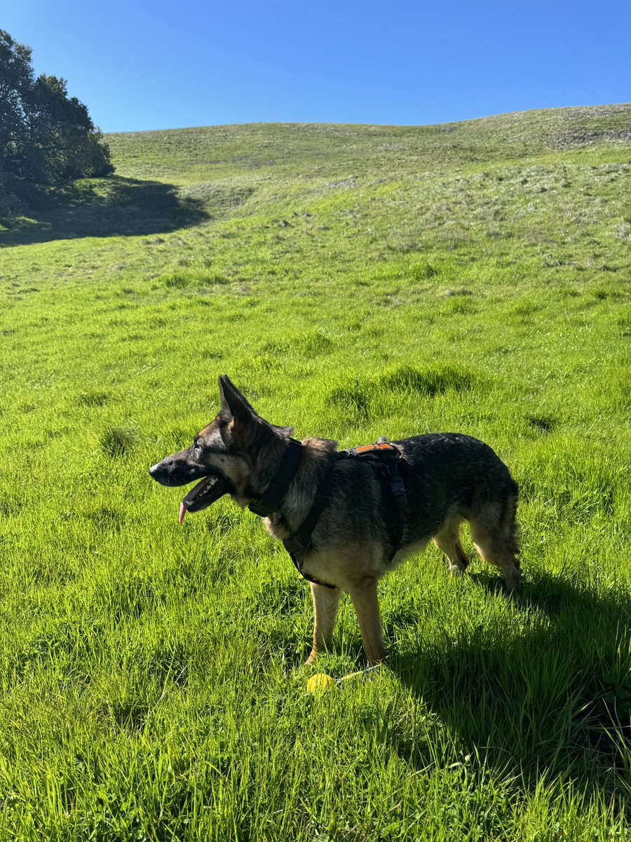 Happy #NationalAdoptionWeek Check out the furry friends we saw at a training exercise over the weekend. Law enforcement depends on these extraordinary dogs and their network of volunteer handlers to locate Californians when they go missing. 

#alwaysreadyalwaysthere