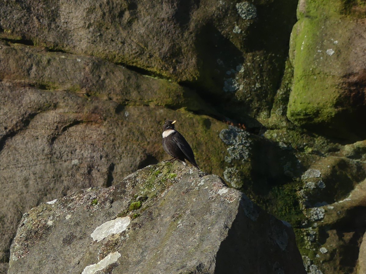 Ring Ouzel singing in Burbage Valley @EasternMoors this morning, looks like a few arrived overnight in the area @shefbirdstudy