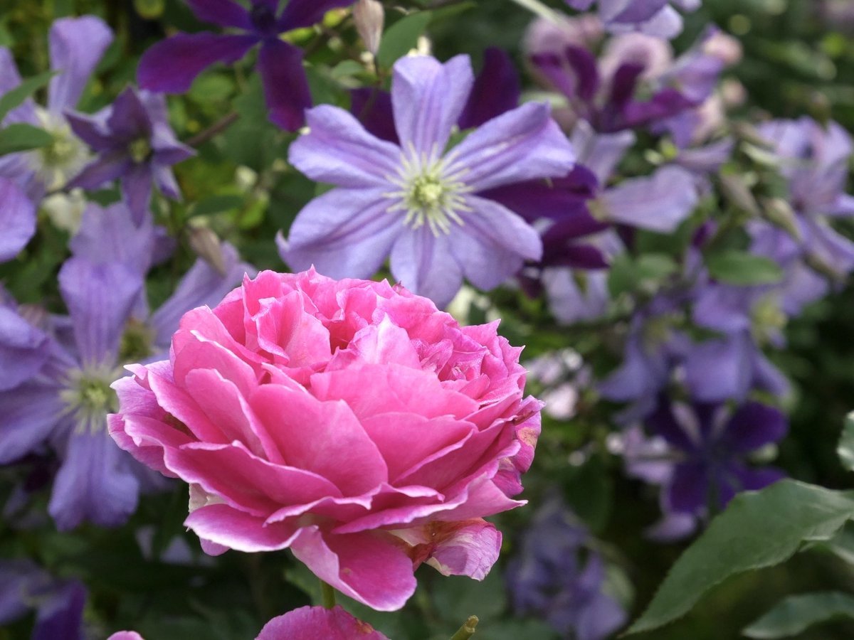 rose_runner's tweet photo. おはようございます
昨年のお庭より
#シェエラザード
３０分早く目覚ましをセットして庭へ
クレマチス「ベルオブウォーキング」に蕾を見つけました
#バラ
#Sheherazad https://t.co/l5h8MEXV2o
