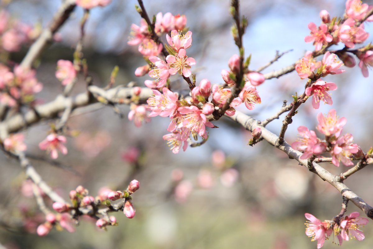 #BloomWatch is back! Our harbinger of Spring is the famous Peach Orchard. We'll provide updates as the trees continue to bloom. Need more information about blooming trees around Adams County? See the Destination Gettysburg Blossom Belt website at destinationgettysburg.com/blossom.