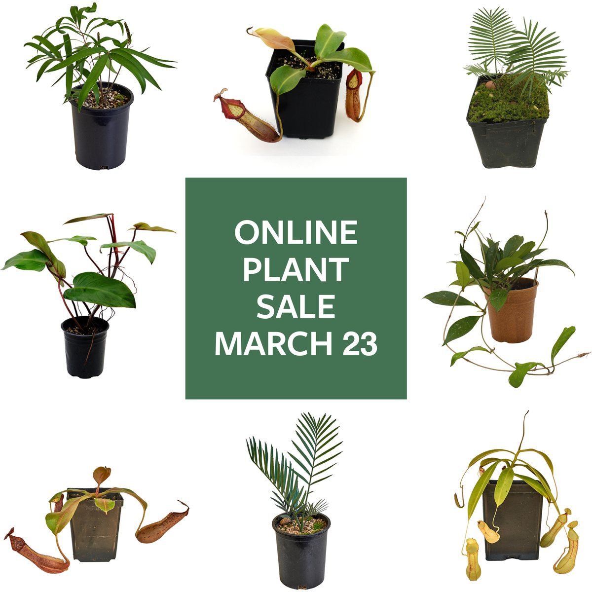 Uncommon Collectibles! Get ready for our online plant sale this Saturday, March 23, starting at 8:00 am! Find shopping details and plant list on our website: ow.ly/9pP650QW8Ve. Sale lasts through March 24, or while supplies last.
