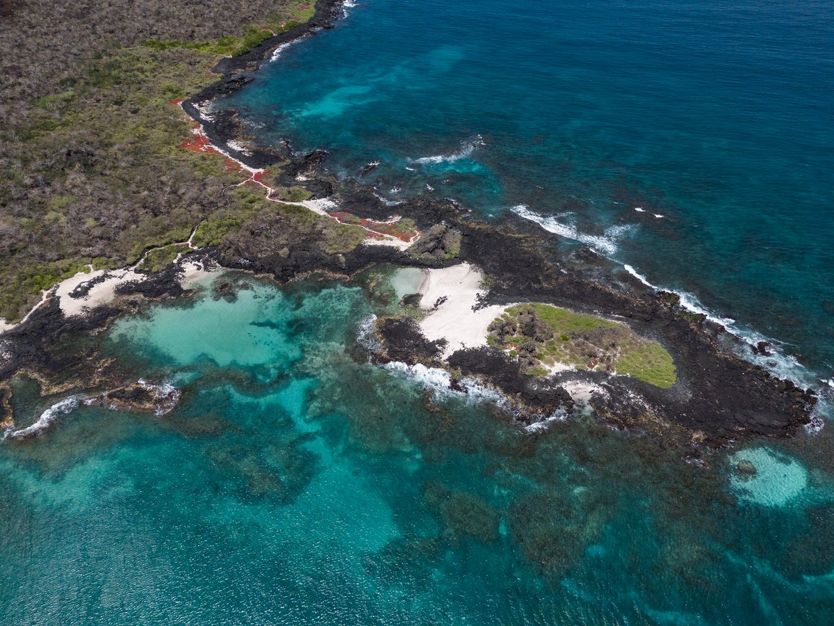 Hoy celebramos un año más de la Reserva Marina #Galápagos, un tesoro natural que abarca 142,759 km². Reconocida como Patrimonio Natural de la Humanidad por la Unesco en 2001, esta reserva es vital para la supervivencia de especies marinas y terrestres.
📷 <a href="/joshuavelaf/">Joshua Vela-Fonseca</a>