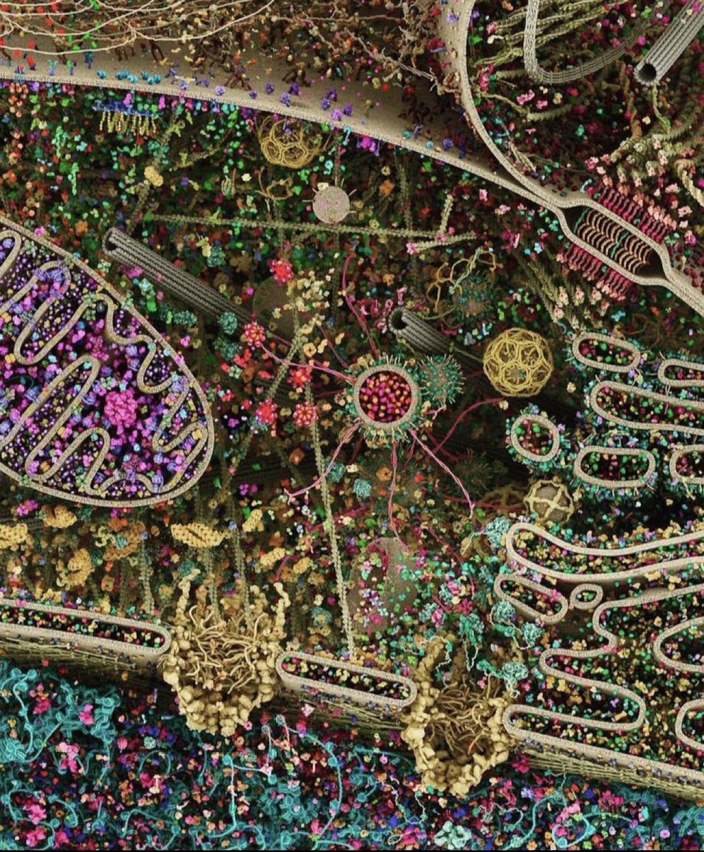 Easy to get lost in this amazing digital rendering of the molecular choreography of a cell by Evan Ingersoll & Gael McGill