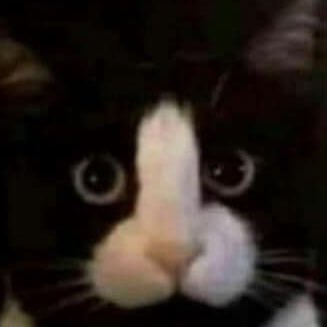Kat tweet media