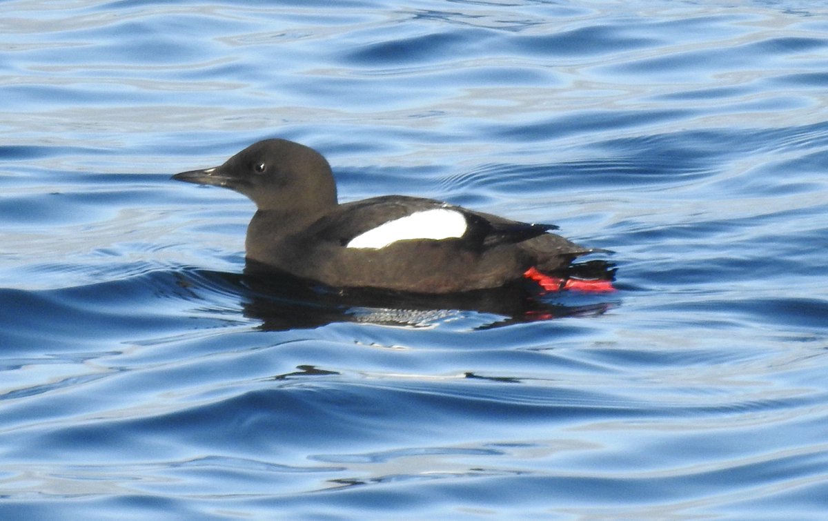 DaveMor54907676's tweet photo. Took a short overnight drive to catch the early Myrtle showing and then went to Ardrossan Harbour nearby for very obliging Black Guillys. An enjoyable outing. https://t.co/rdcTJDtUCs