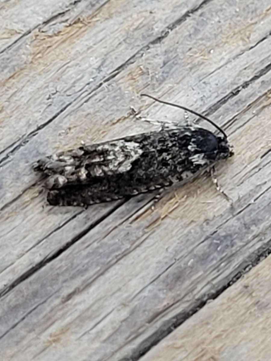DaveMor54907676's tweet photo. Joined the P. giganteana club over the weekend with 2 to SKI lure on my garden in Warsop, Notts. https://t.co/jbyLlLuWKz