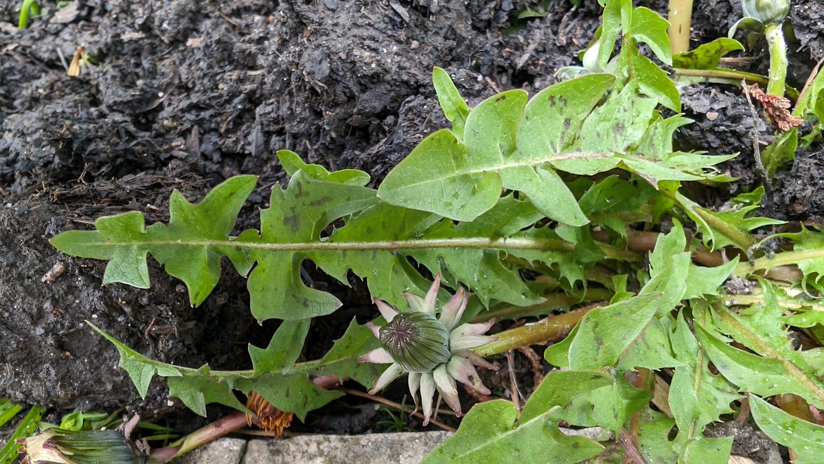 Cornish dandelion Taraxacum cornubiense is common in Swanage, Dorset! A spotty member of section Naevosa having toothed 'fleur-de-lis' end lobes to the leaves #dandelions <a href="/BSBIbotany/">BSBI: Botanical Society of Britain & Ireland</a> #wildflowerhour