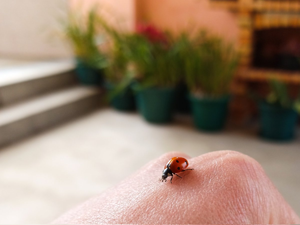 small red spot!
.
.
.
.
.
.
#olo #catharsis #buzzing #life #onelovelyoutlook #outdoors #coccinellidae #ladybug #ladybird #colors #raw_insects #raw_allnature #raw_country #exquisitepics20 #Podium #pictas #pictasanimals #raw_europe #rk_portugal #hey_ihadtosnapthat #theoriginofgreen