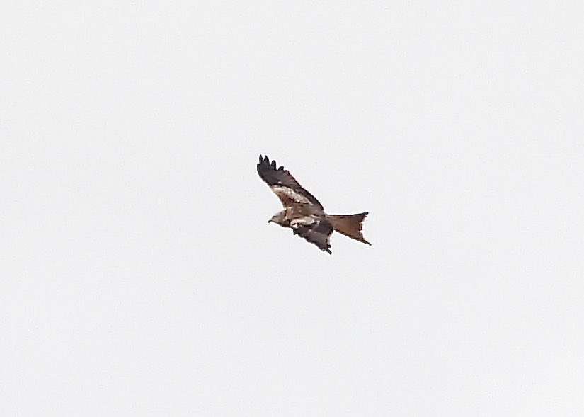 Plenty of common buzzard activity in the Sleddale area today with fourteen visible at one point including this unusual individual. Also a single red kite @teesbirds1 @nybirdnews @DurhamBirdClub @teeswildlife