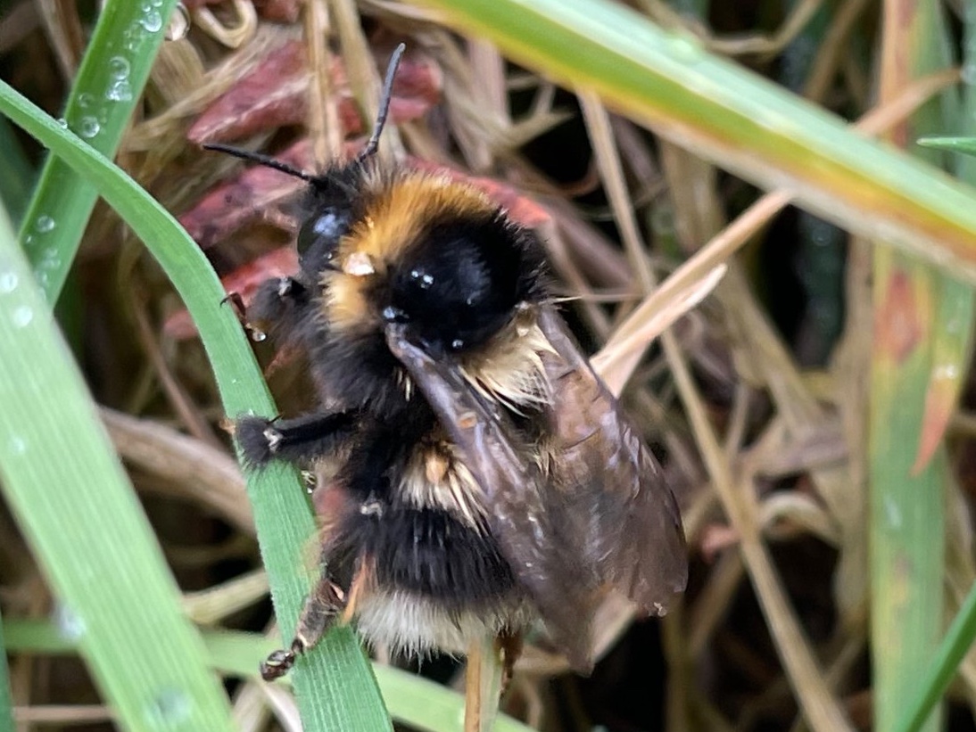 Bex_Cartwright's tweet image. Bumblebee queens are emerging. I keep finding them resting on the ground. Several Early Bumblebees today and yesterday this Heath Bumblebee - Bombus jonellus. Check out the pale hairs on the hind leg. @BumblebeeTrust