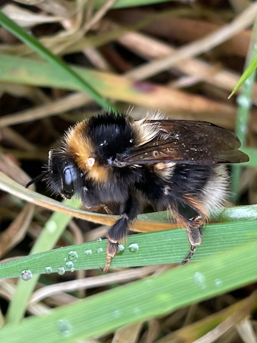 Bex_Cartwright's tweet image. Bumblebee queens are emerging. I keep finding them resting on the ground. Several Early Bumblebees today and yesterday this Heath Bumblebee - Bombus jonellus. Check out the pale hairs on the hind leg. @BumblebeeTrust