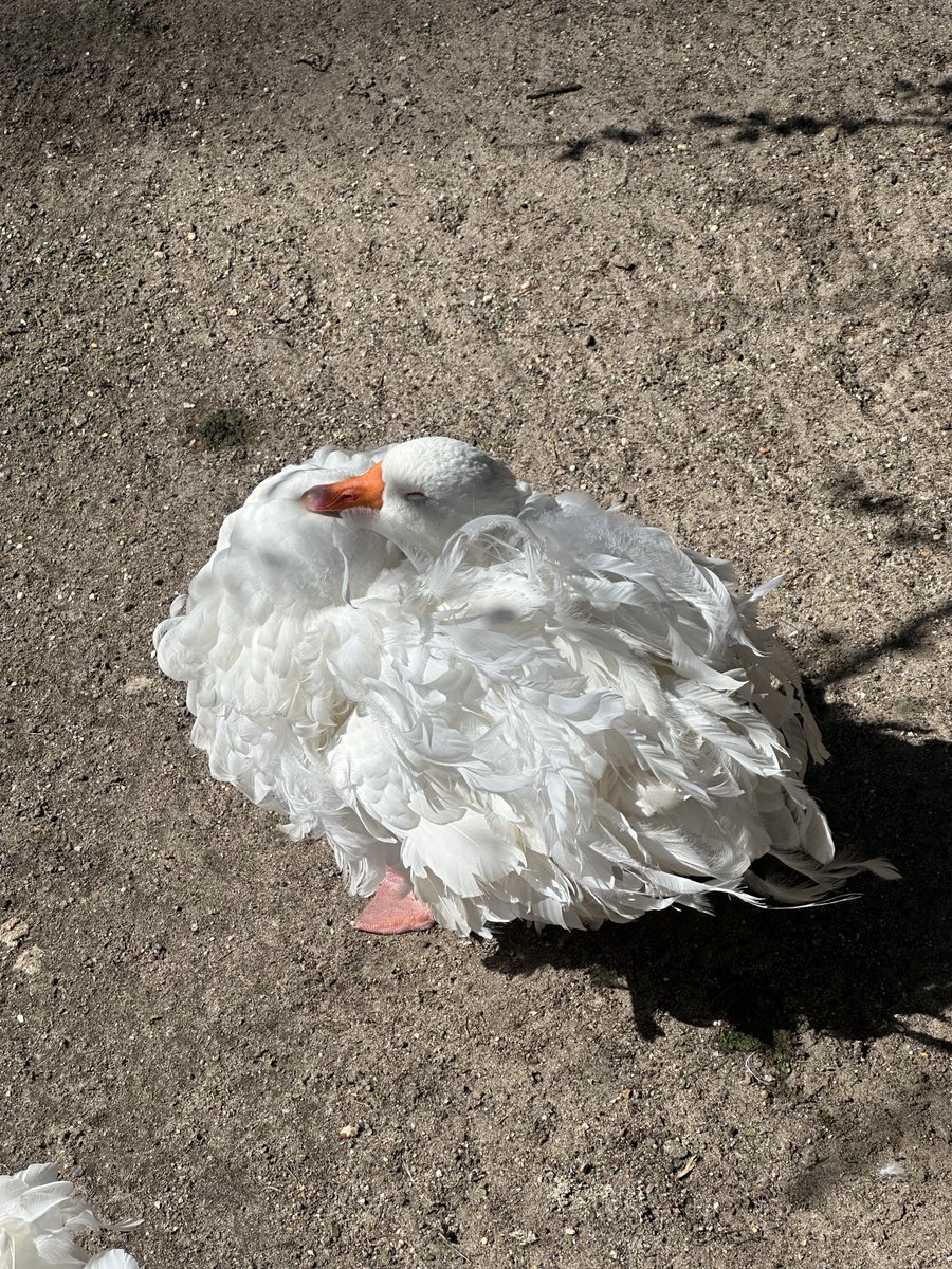 genemonchelli's tweet photo. u ever smoke a weed or two and go to the zoo because I know someone who said that that stuff is so neat and also here is the most beautiful goose in the world for some reason thanks for reading https://t.co/DqRUcdtLuE