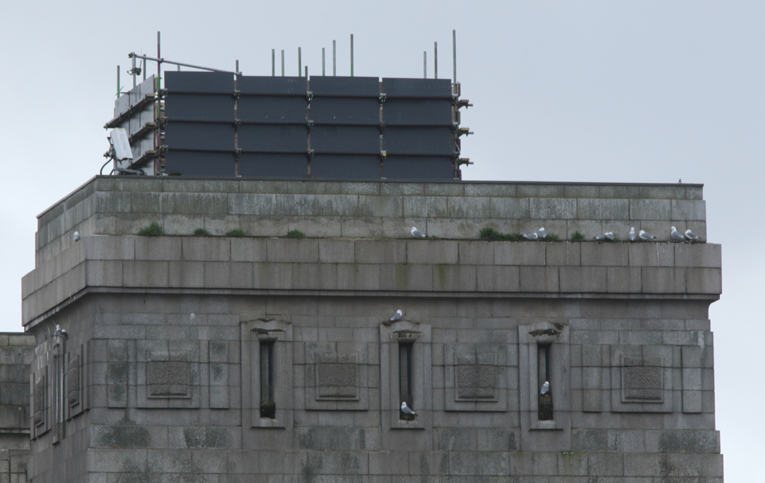 This photo (15 March 2024) shows how close the kittiwakes are to one of the new nesting structures placed as a temporary measure for the gulls. Two of these nesting ‘hotels’ have been built with scaffolding poles and wood to help the birds during the bridge maintenance works.