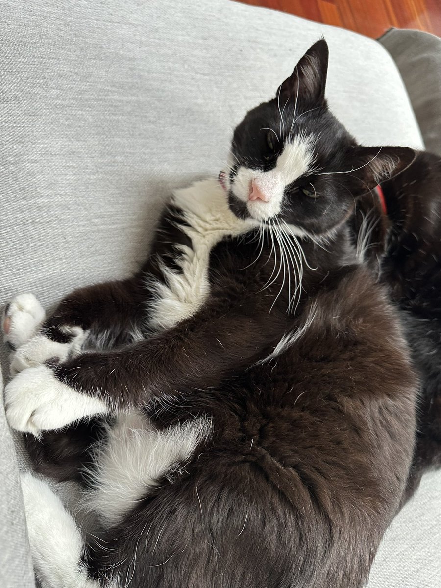 Meownificent_7's tweet photo. #FormerFeral #FatSteve #WhiteyBear https://t.co/LwUGoSbNoZ
