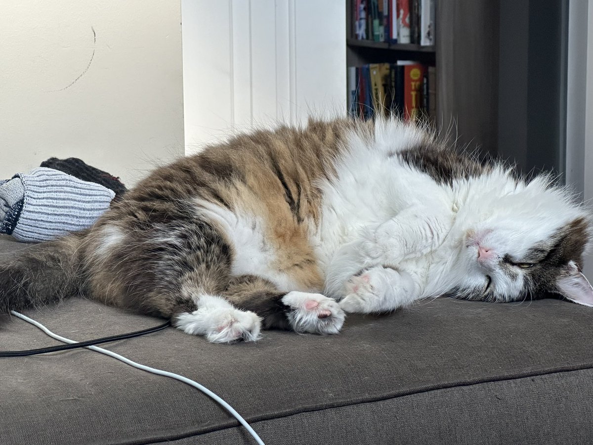 Meownificent_7's tweet photo. #FormerFeral #FatSteve #WhiteyBear https://t.co/LwUGoSbNoZ