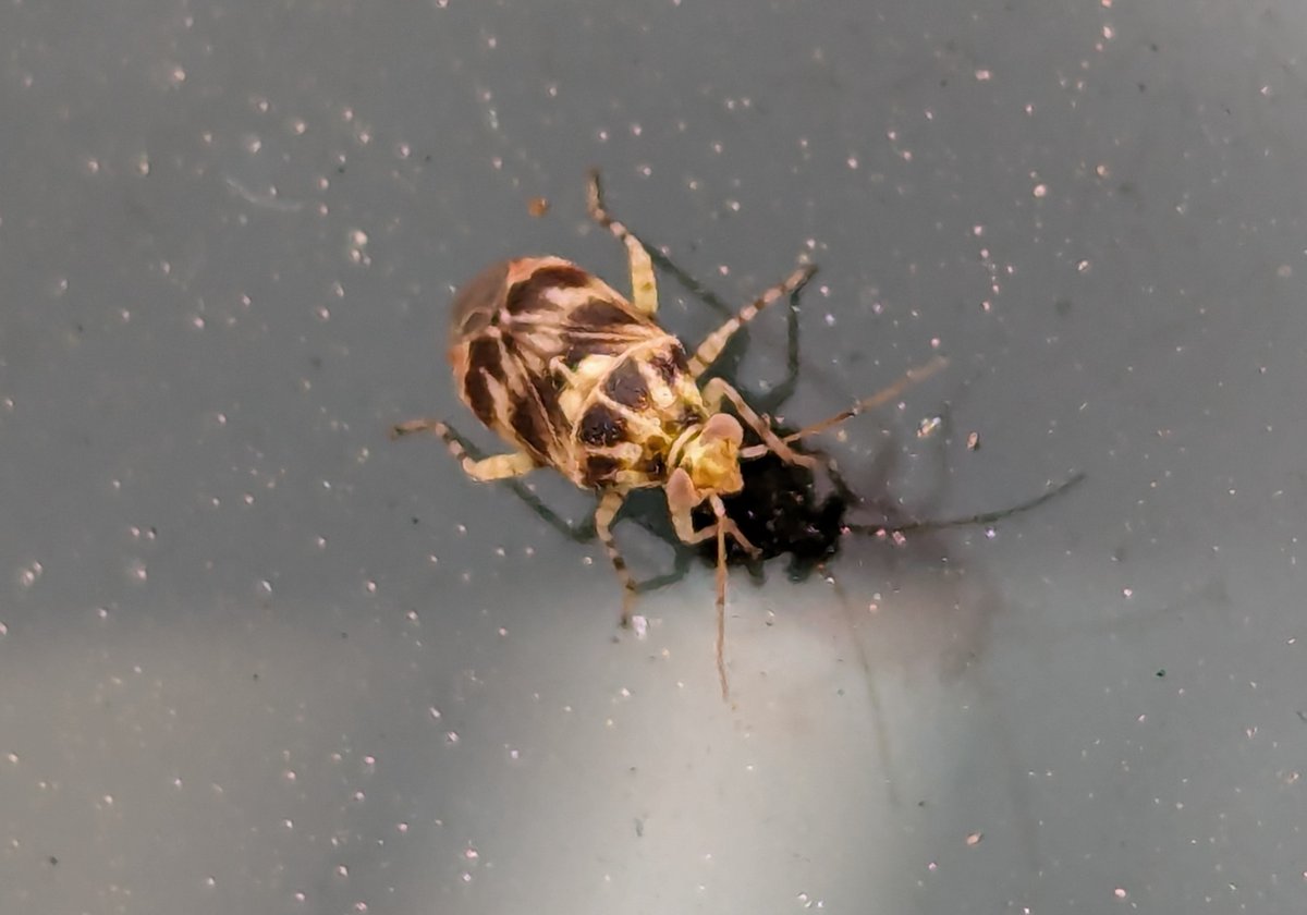 Tropidosteptes (Mikey) Quercicola hitched a ride on my car.
