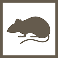 🐭What's in this processed dataset from mice flown on the RR-23 mission?🚀Get a leg up on these tibialis muscles that help you do your heel digs by running some of your own analyses.🦵Puns not included! #SpaceResearch #MuscleHealth #MouseData 🌐OSD-576: tinyurl.com/osd576