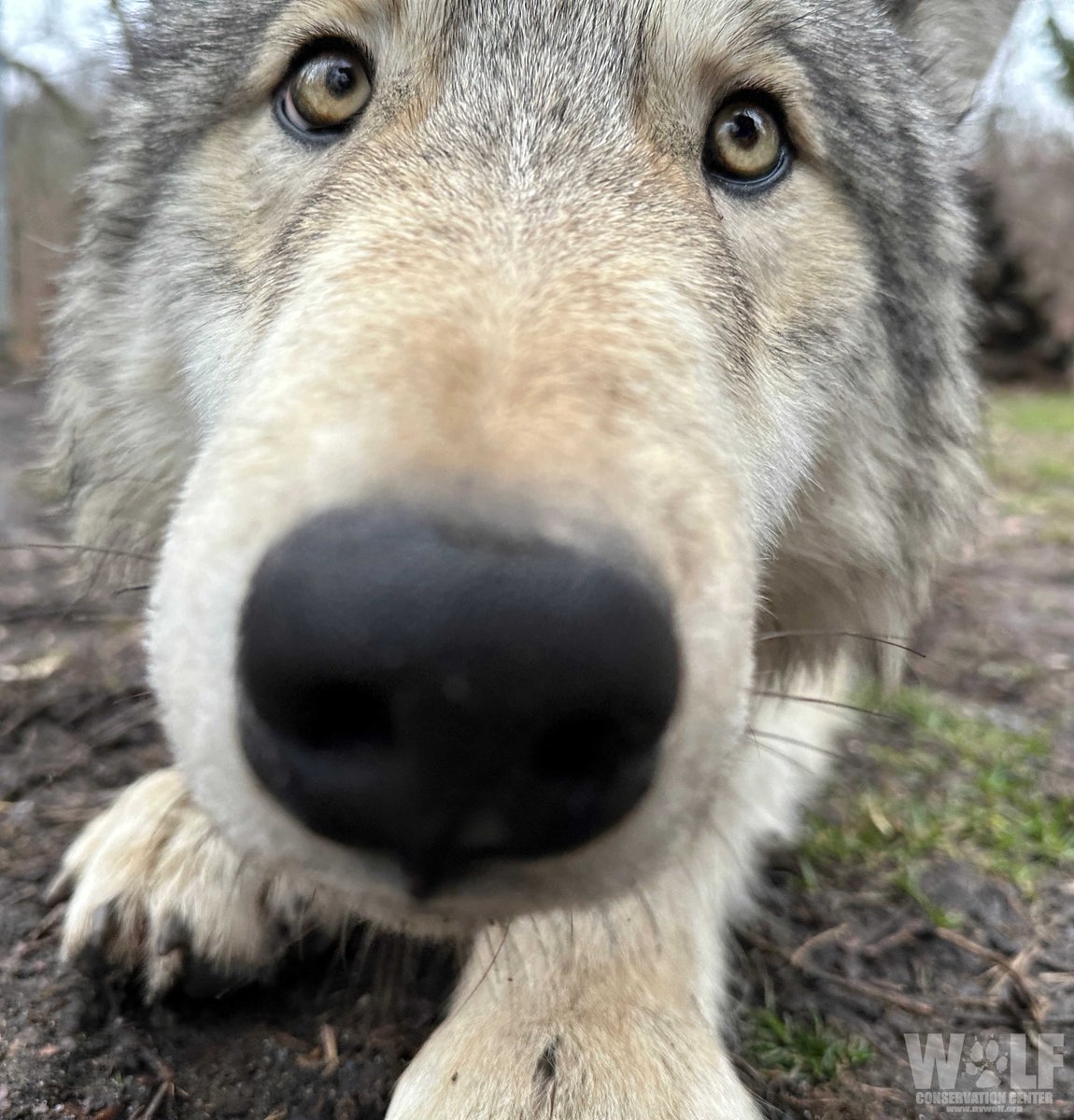 GM! 🐺