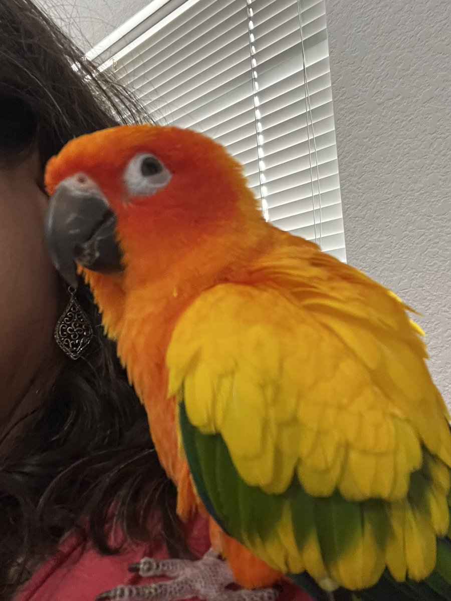 How can the same orange thing be both the best and the worst things about working from home? #SunbeamConure #PetParrots
